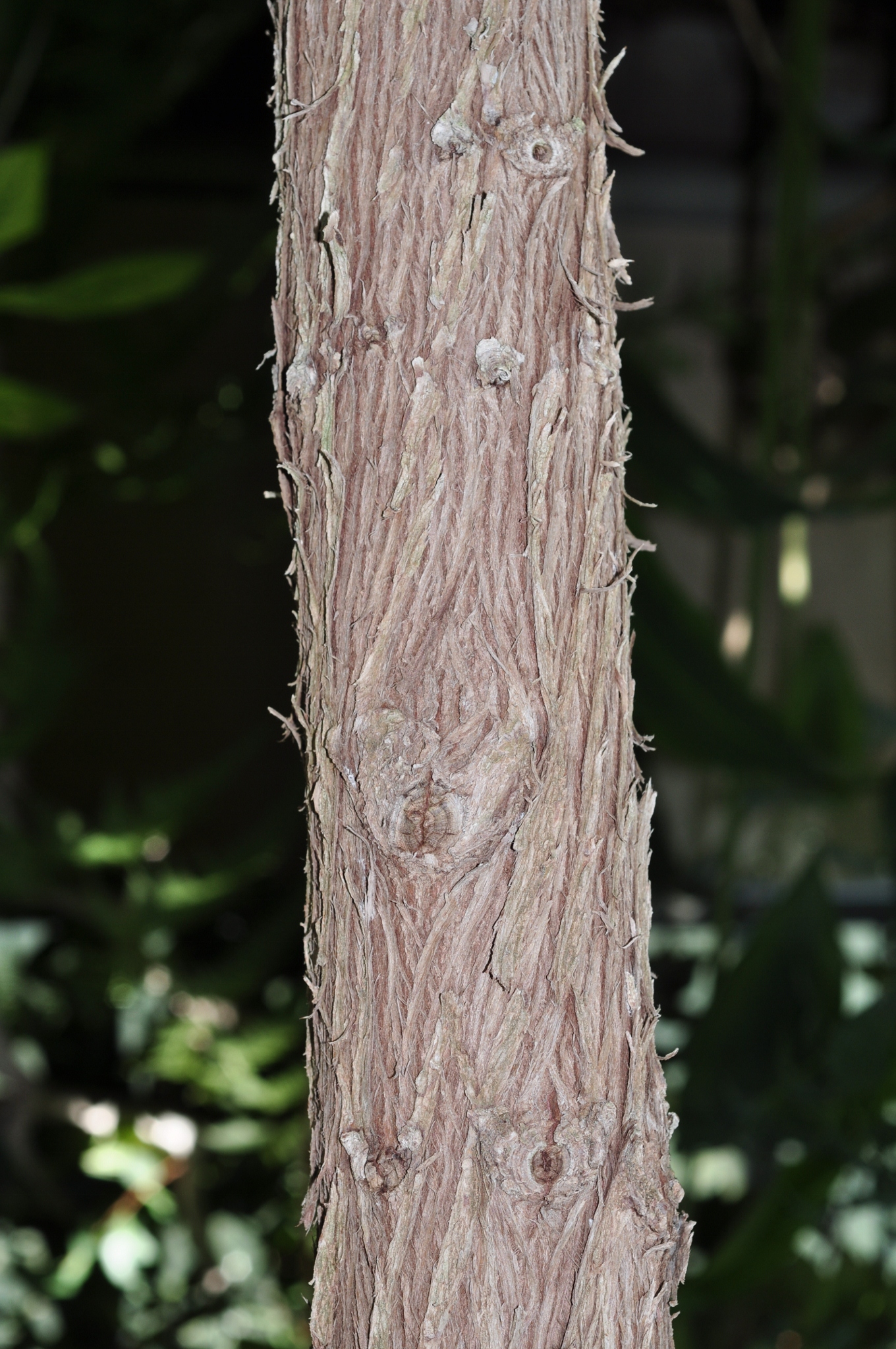 Podocarpaceae Podocarpus neriifolius