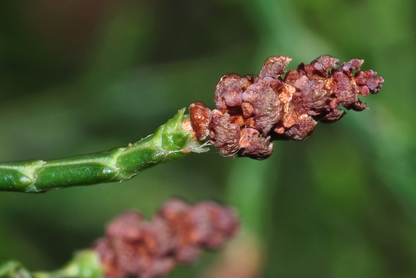 Cupressaceae Tetraclinis articulata