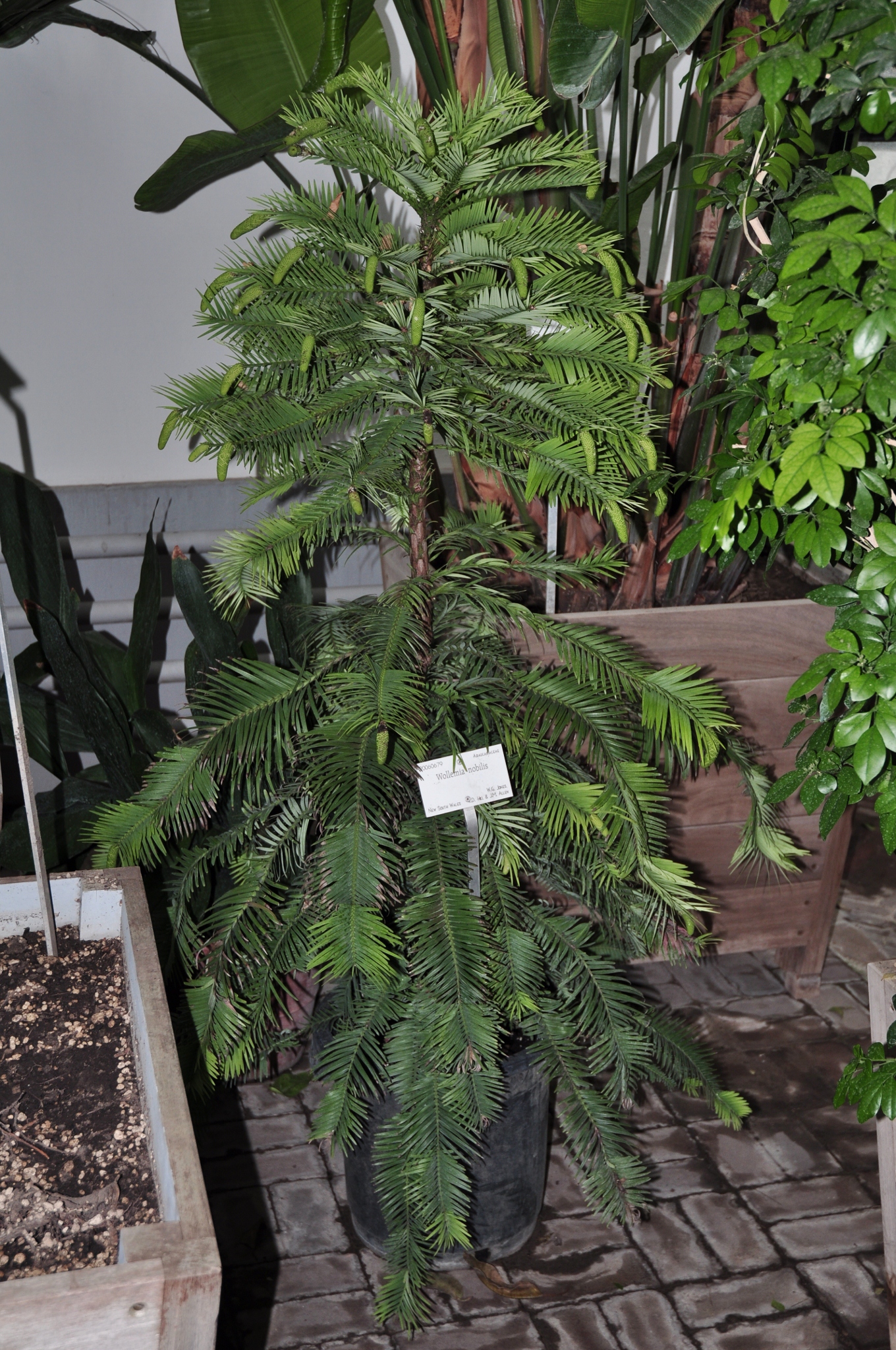 Araucariaceae Wollemia nobilis