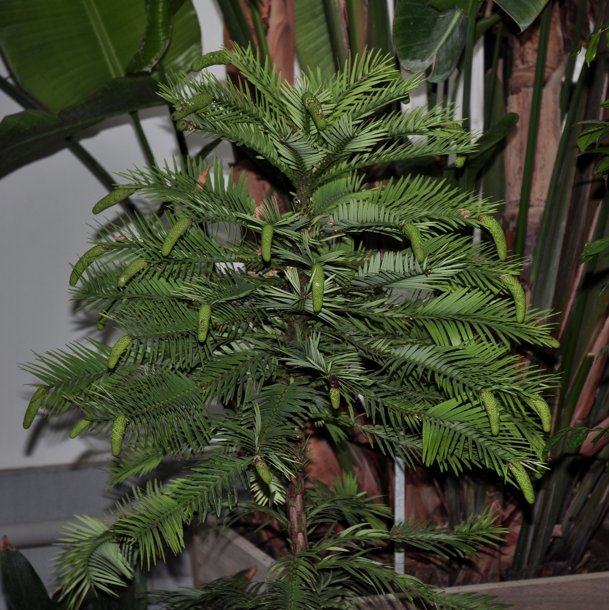 Araucariaceae Wollemia nobilis