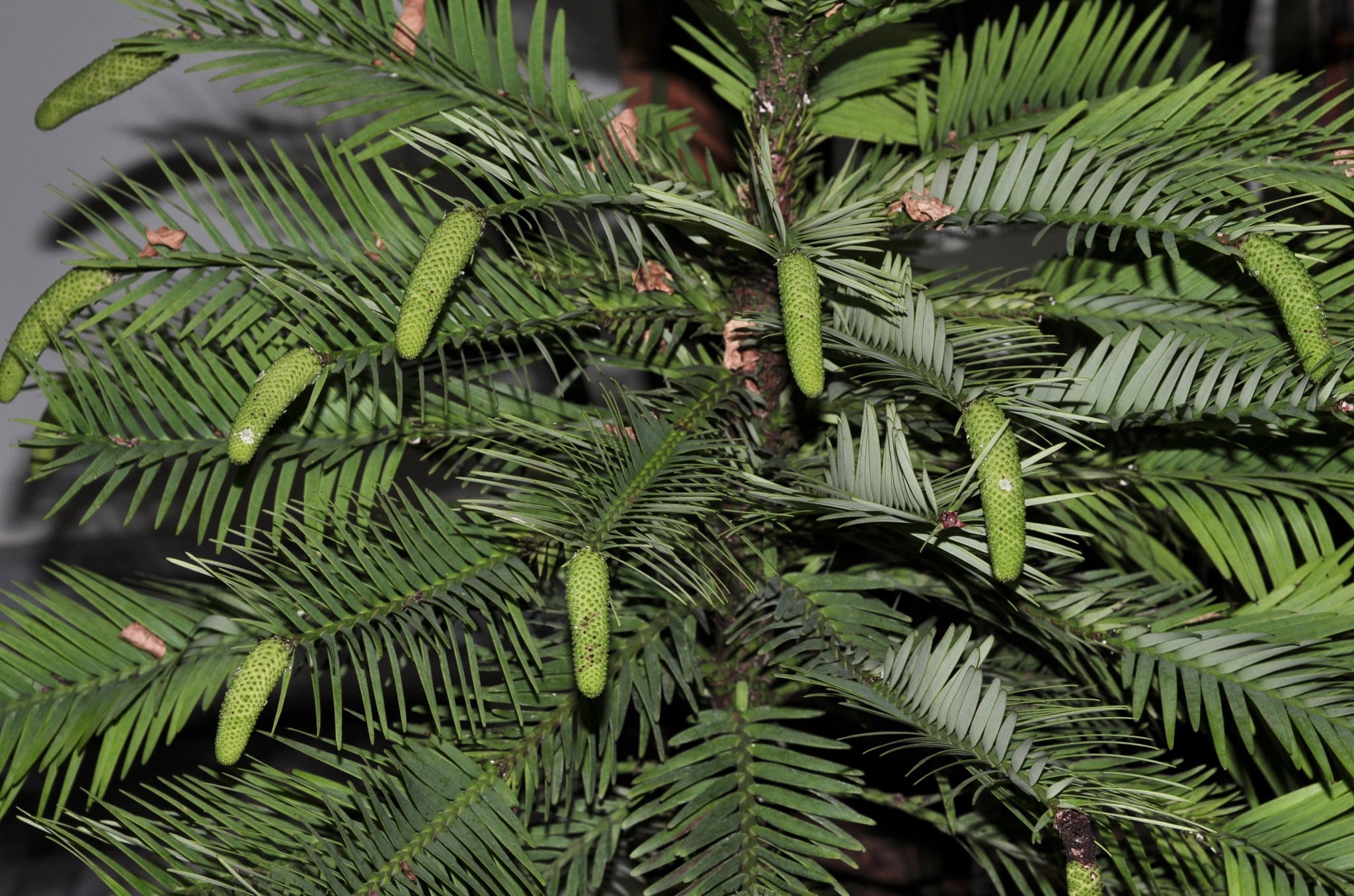 Araucariaceae Wollemia nobilis