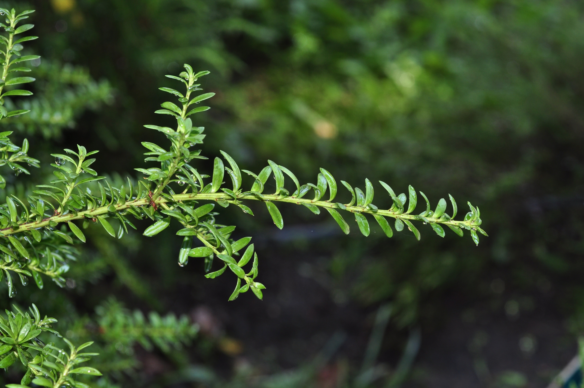 Podocarpaceae Podocarpus nivalis