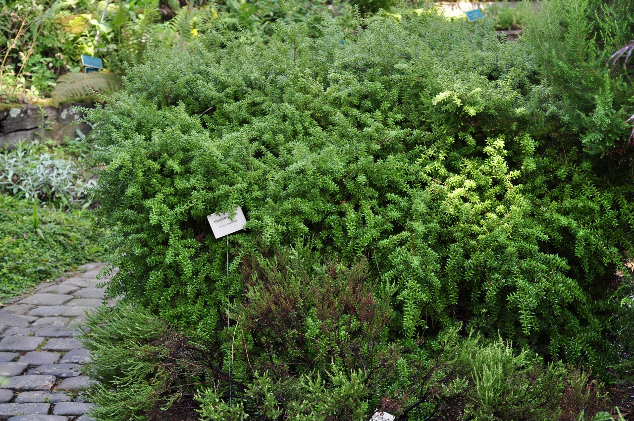 Podocarpaceae Podocarpus nivalis