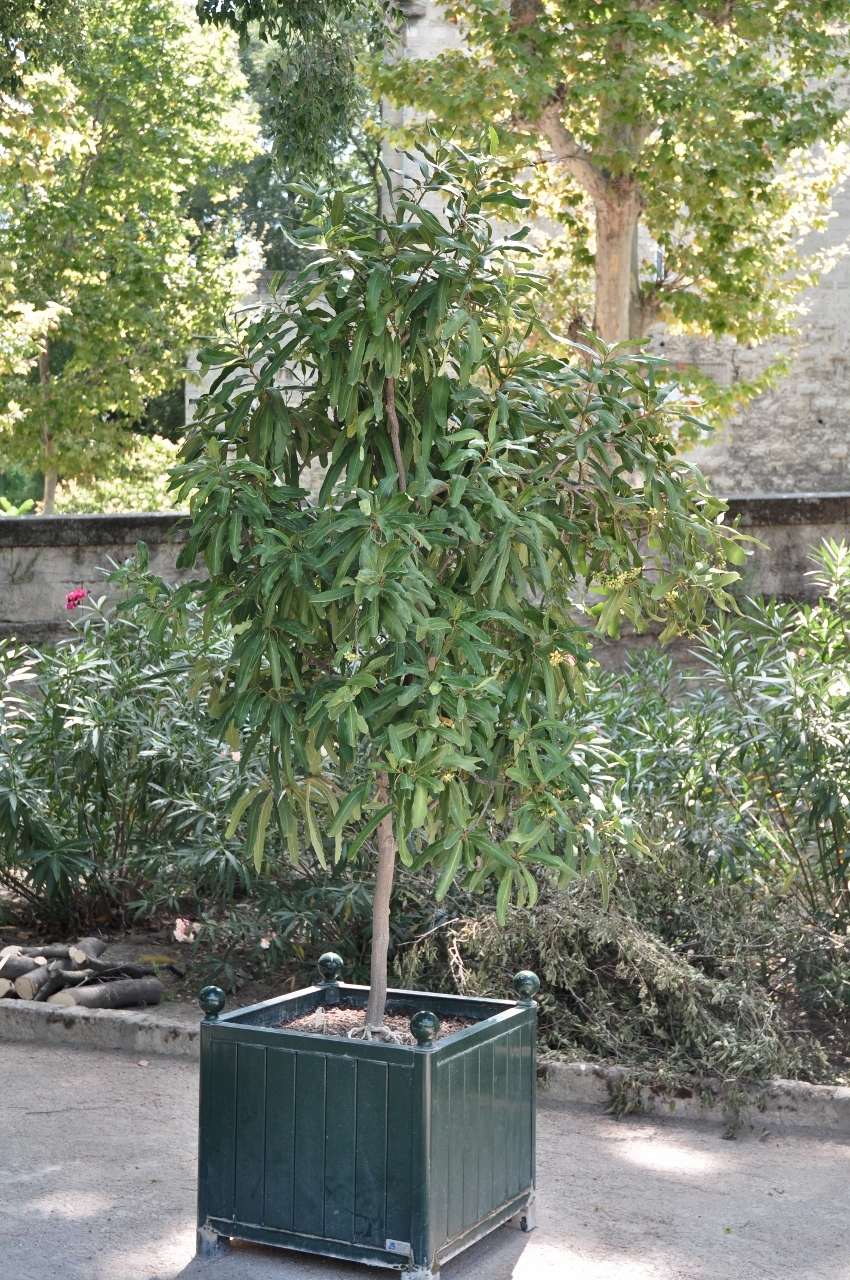 Celastraceae Brexia spinosa