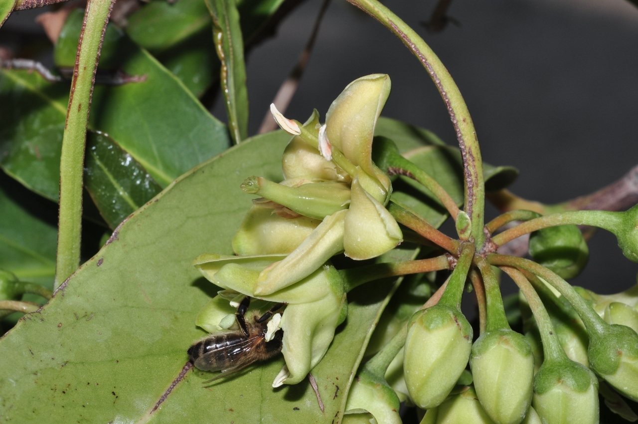 Celastraceae Brexia spinosa