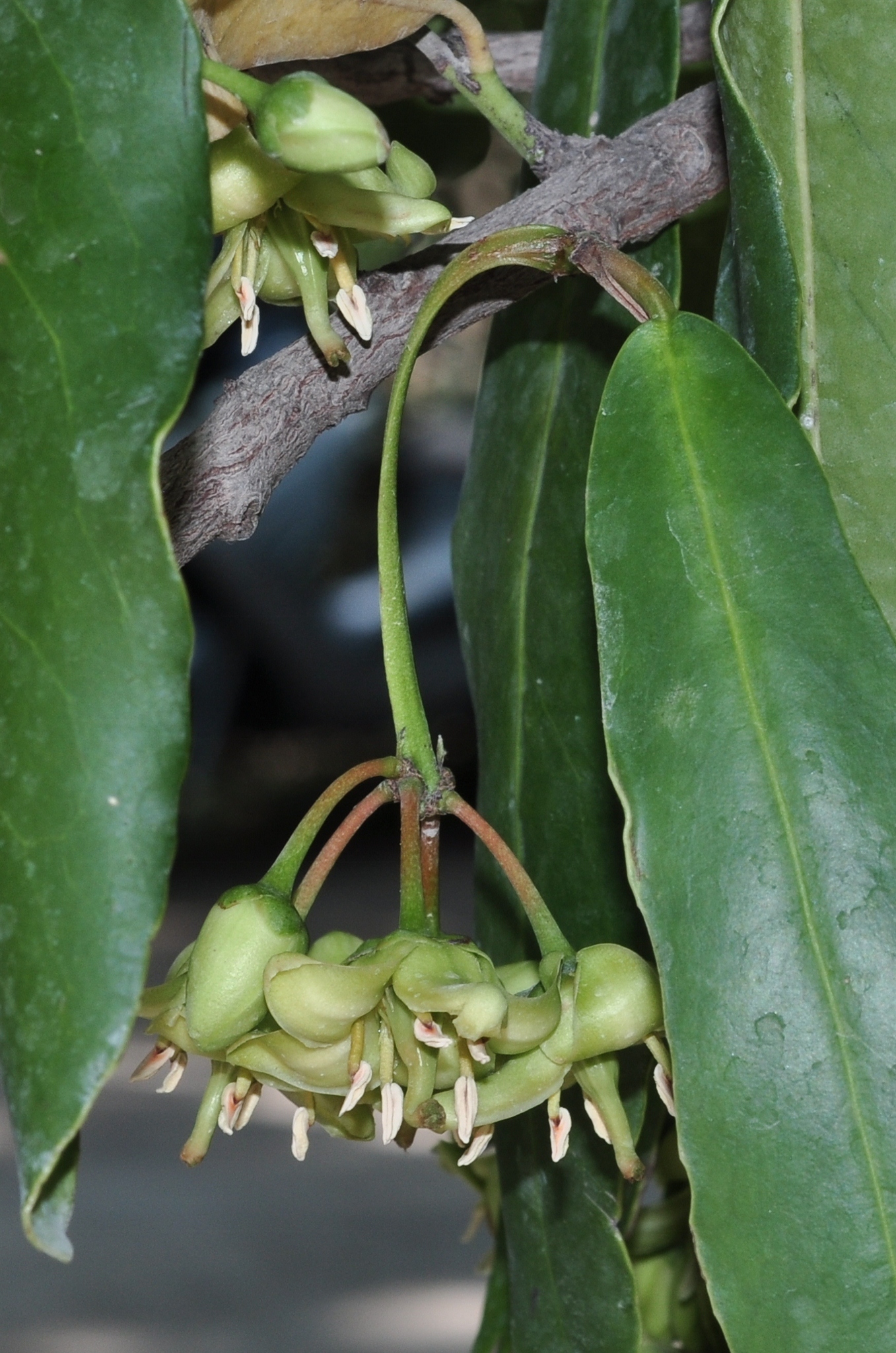 Celastraceae Brexia spinosa