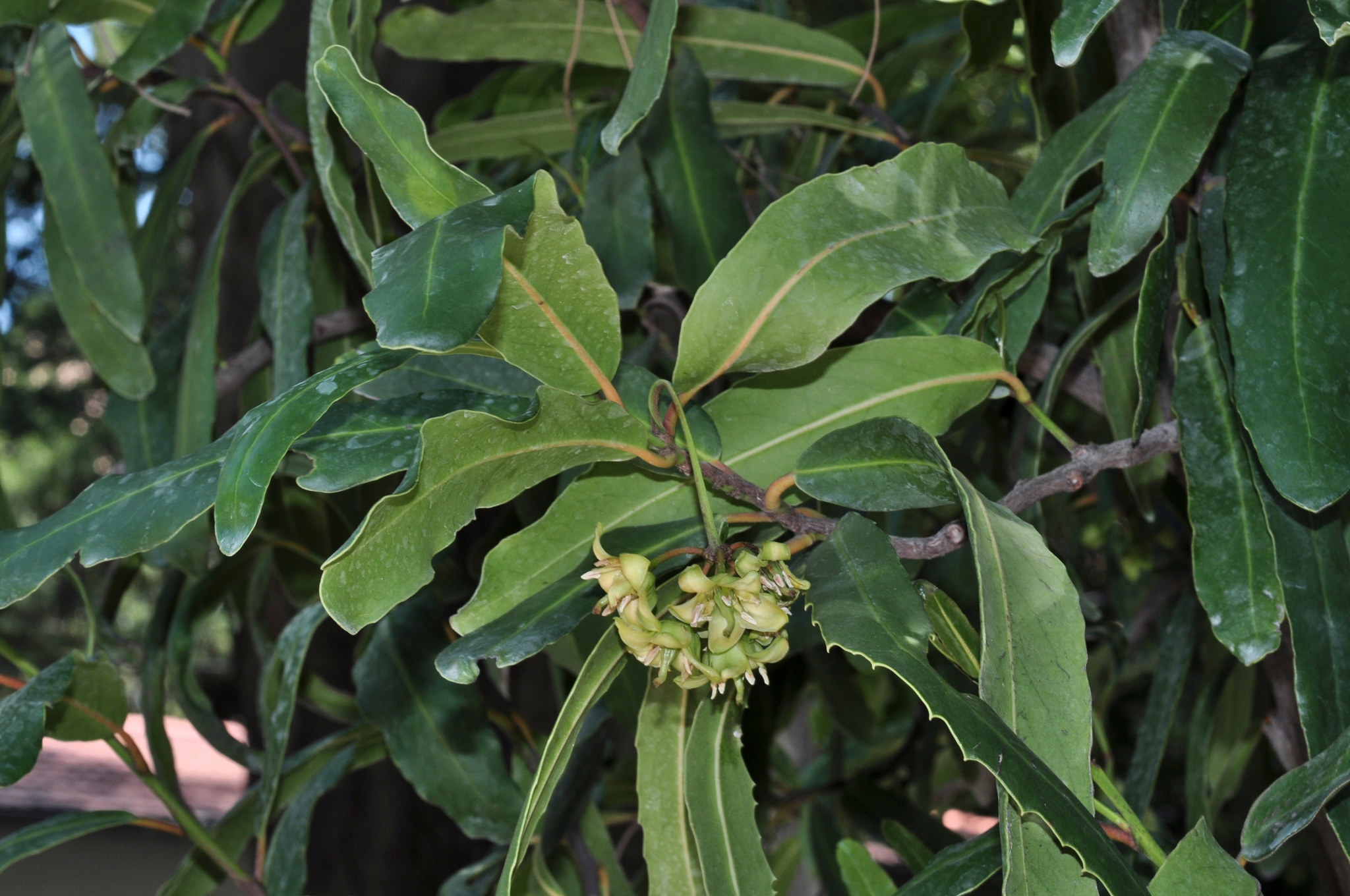 Celastraceae Brexia spinosa