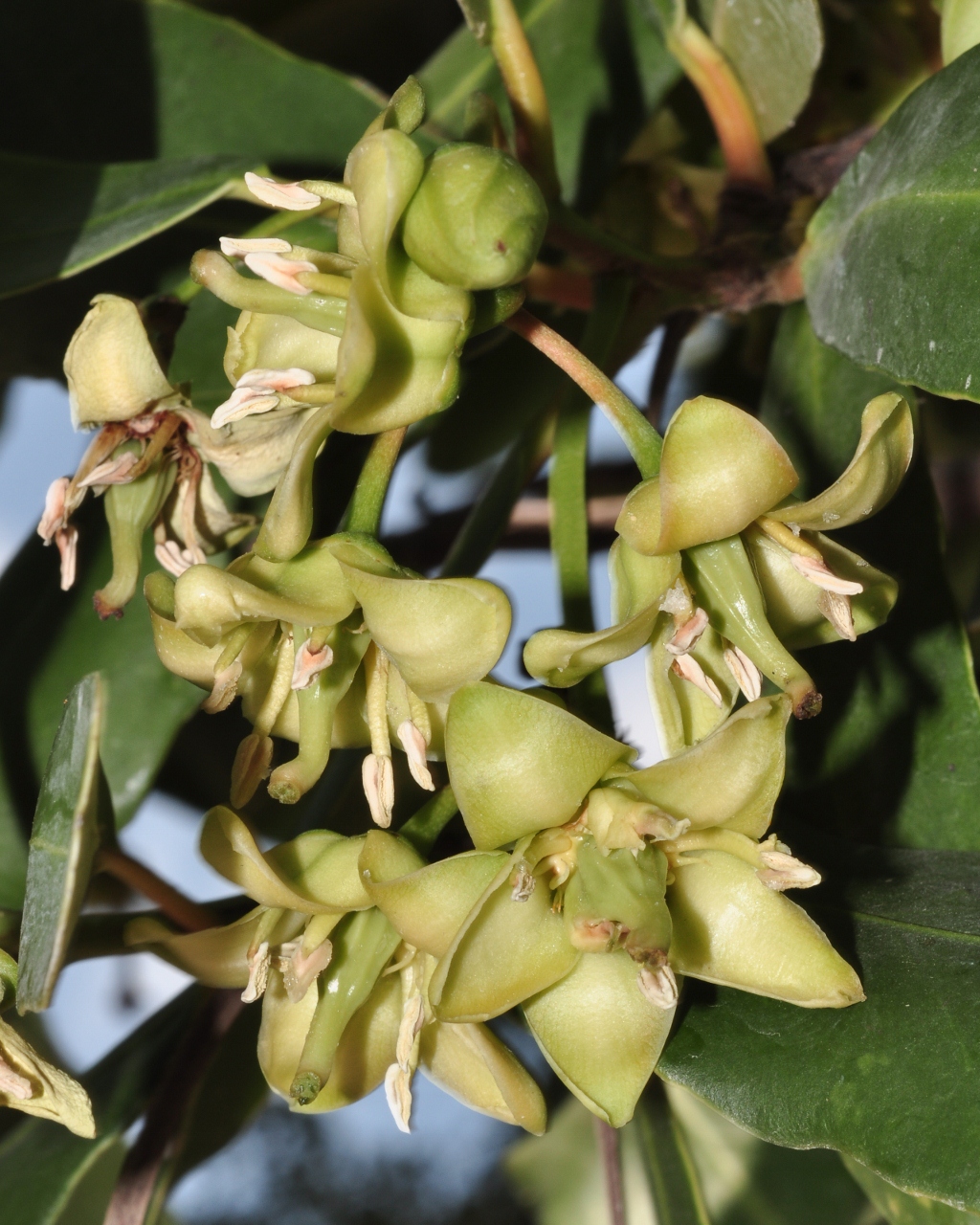 Celastraceae Brexia spinosa