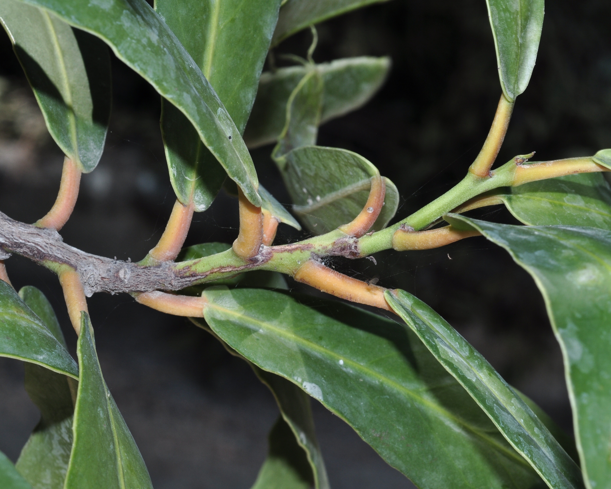 Celastraceae Brexia spinosa