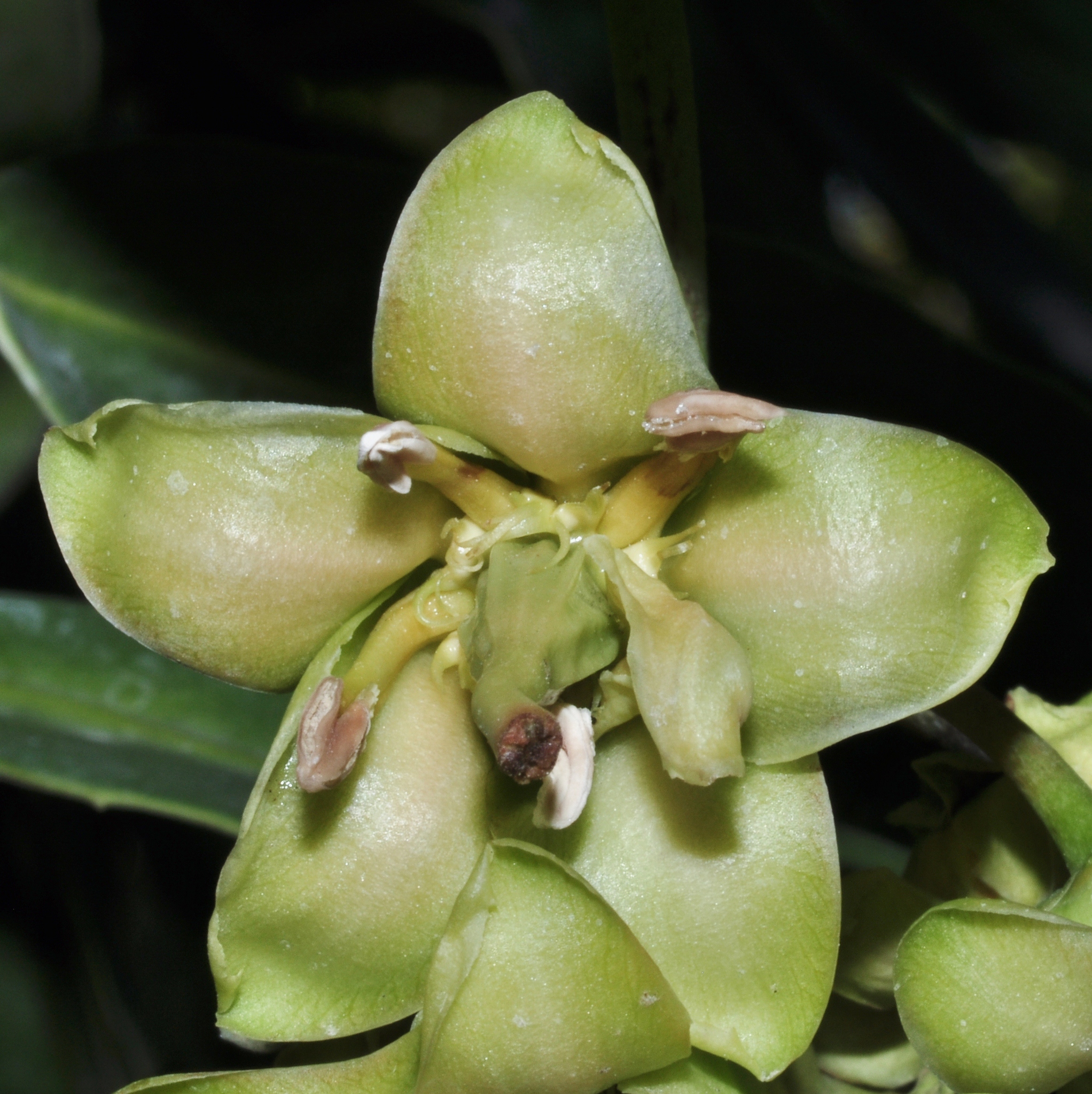 Celastraceae Brexia spinosa