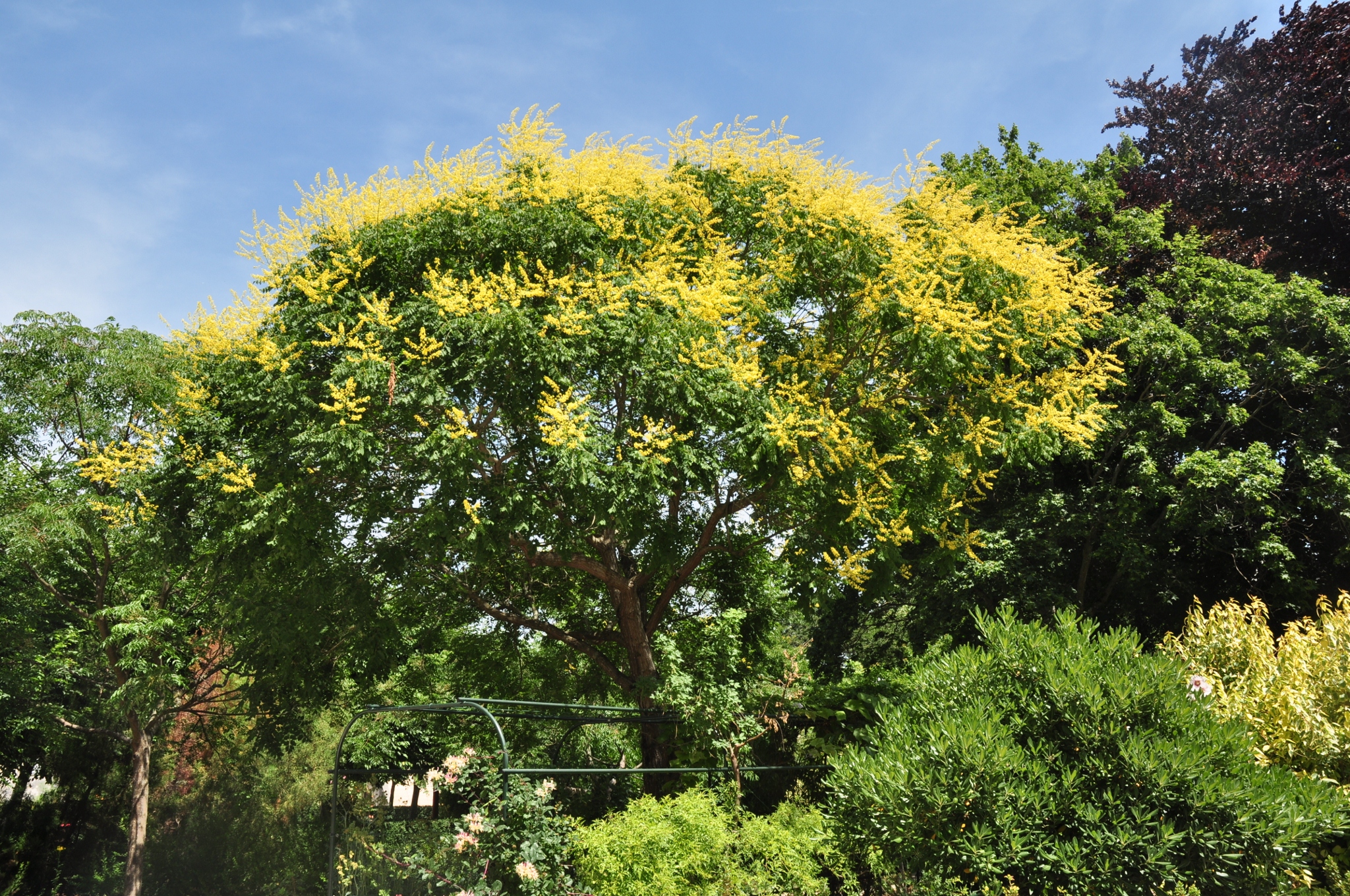 Sapindaceae Koelreuteria paniculata