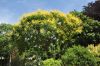 image of Koelreuteria paniculata