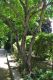image of Koelreuteria paniculata