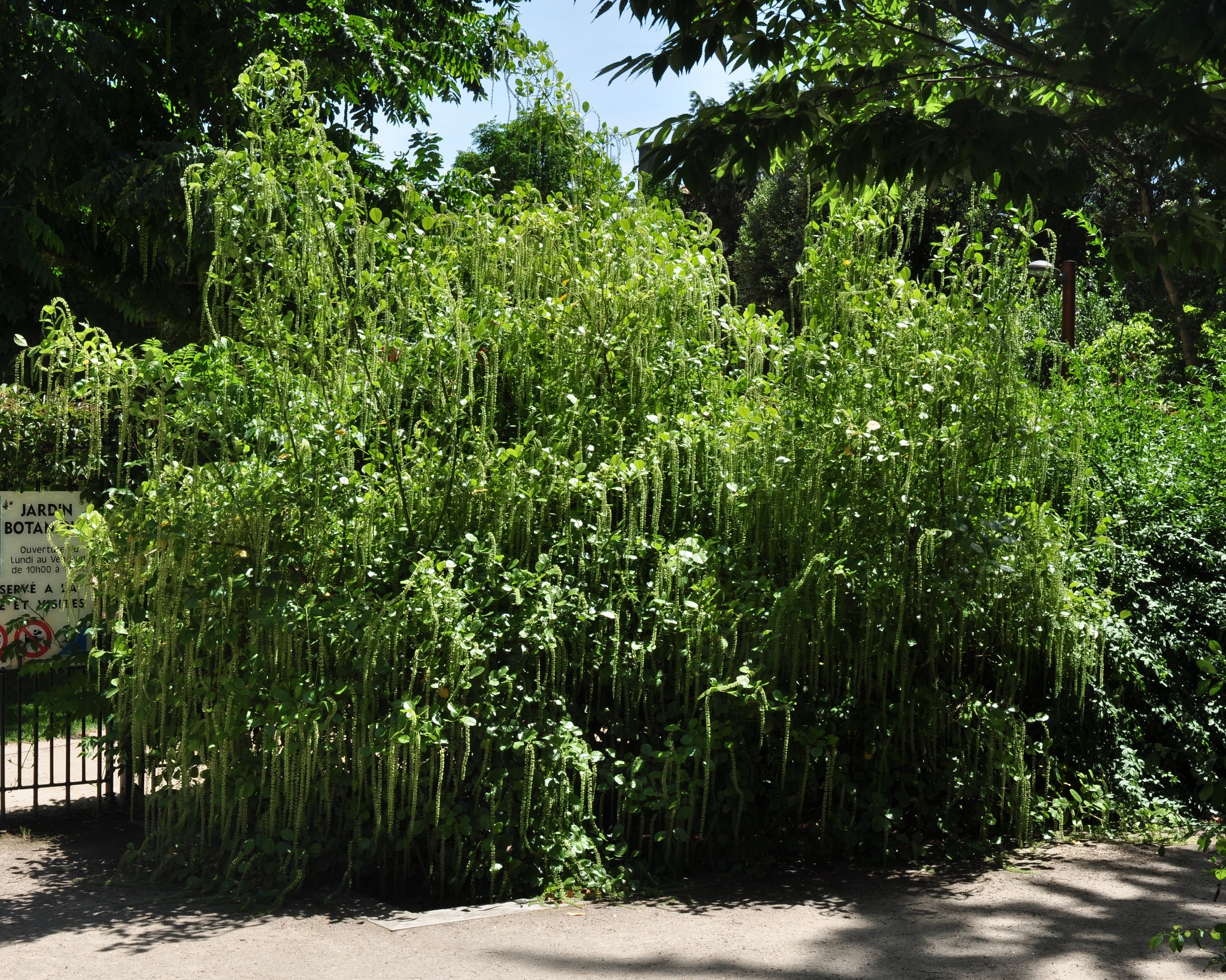 Iteaceae Itea ilicifolia