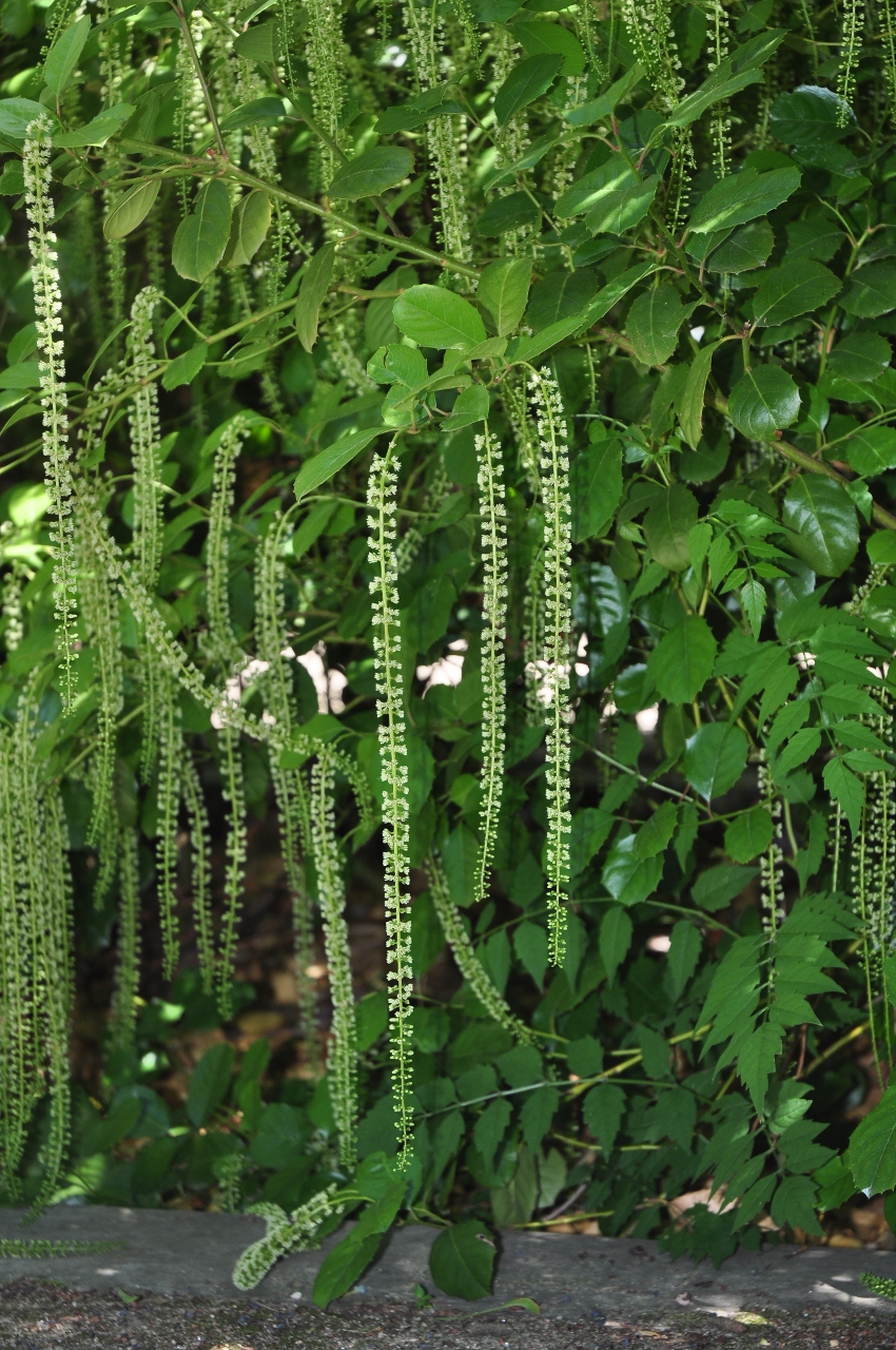Iteaceae Itea ilicifolia