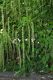 image of Itea ilicifolia
