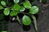 image of Itea ilicifolia