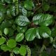 image of Itea ilicifolia