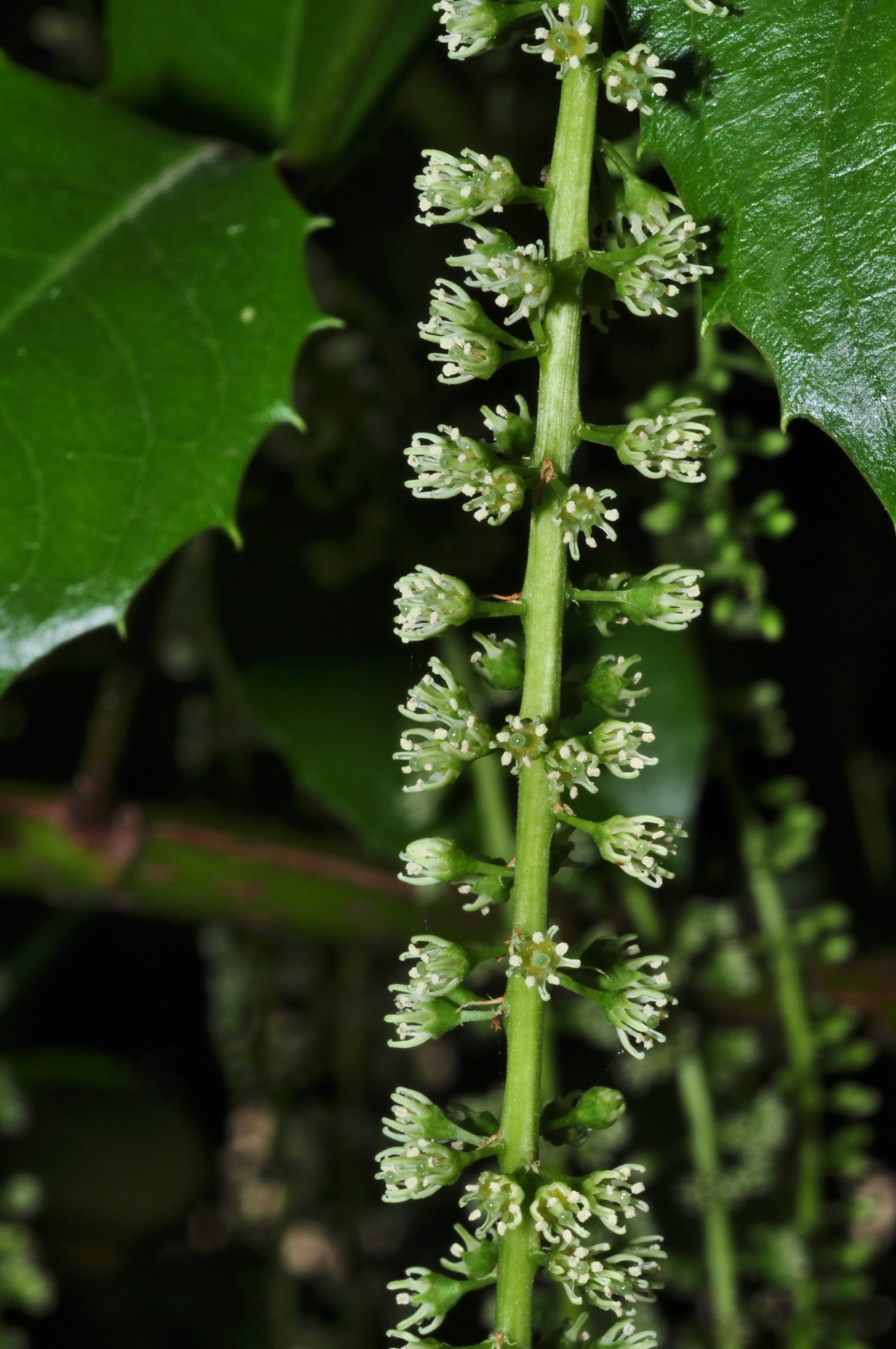 Iteaceae Itea ilicifolia