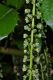image of Itea ilicifolia