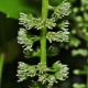 image of Itea ilicifolia