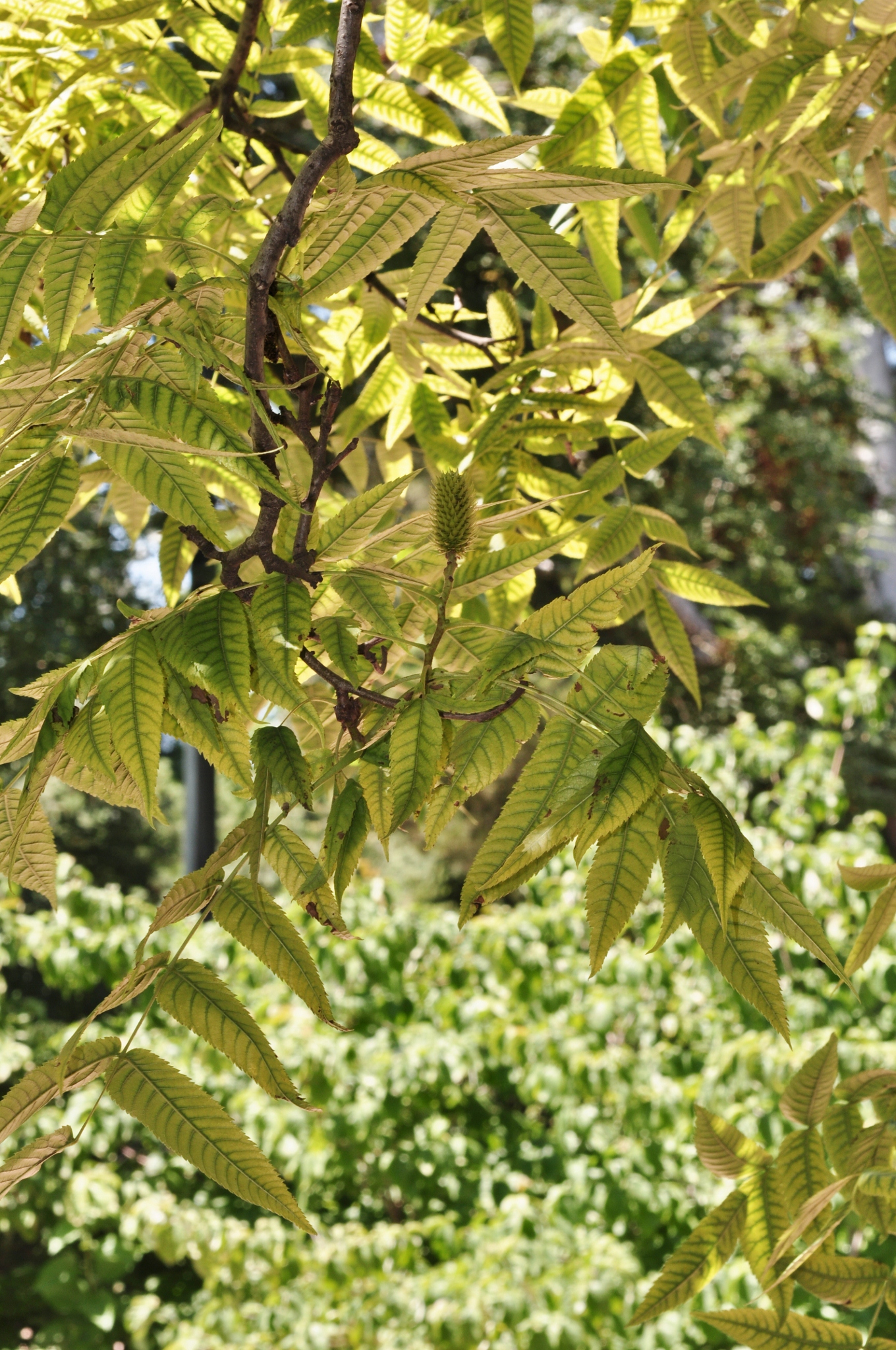 Juglandaceae Platycarya strobilacea