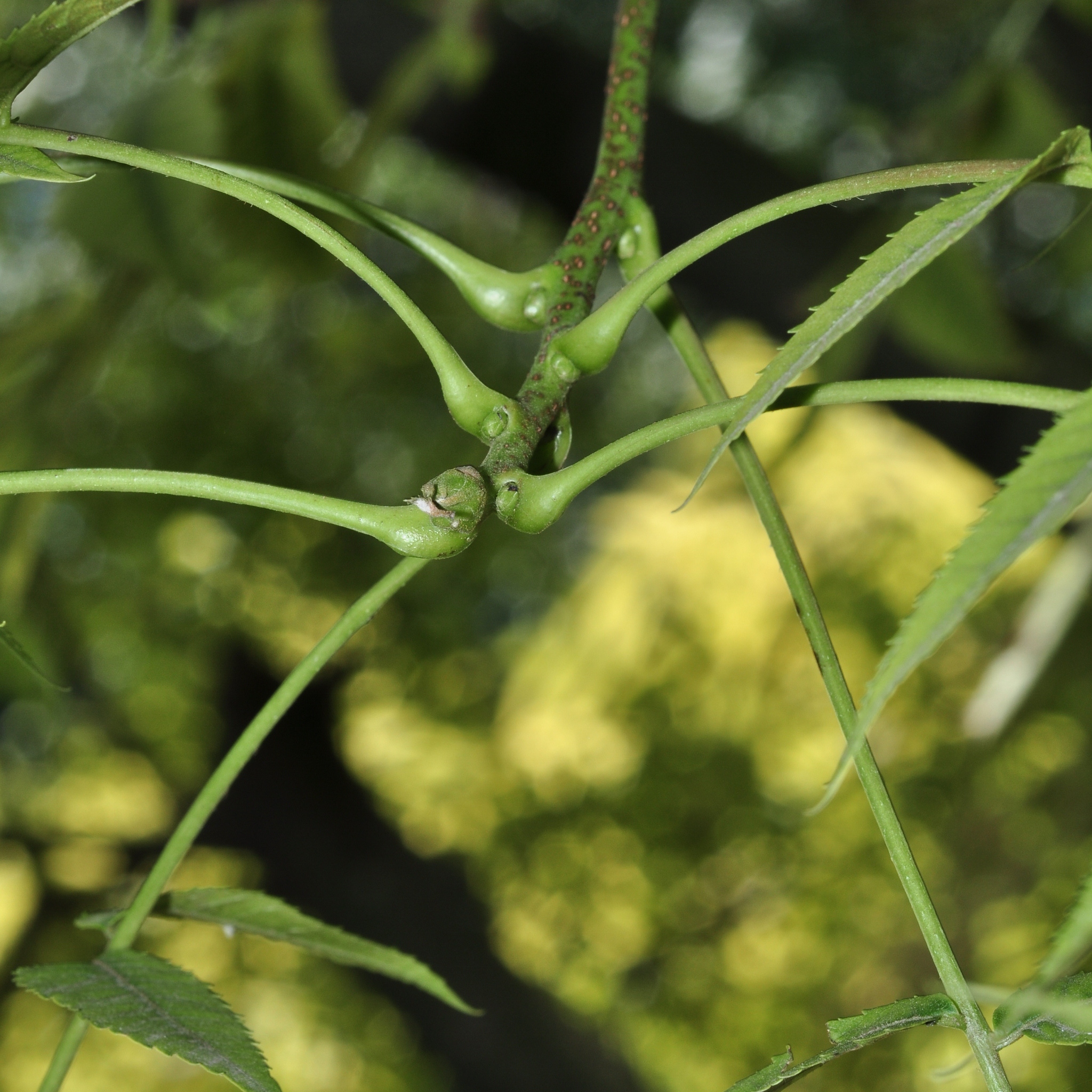 Juglandaceae Platycarya strobilacea