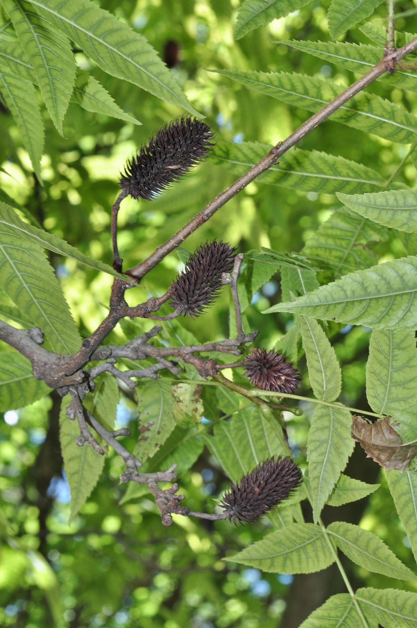 Juglandaceae Platycarya strobilacea
