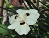image of Dietes bicolor