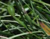 image of Dietes bicolor