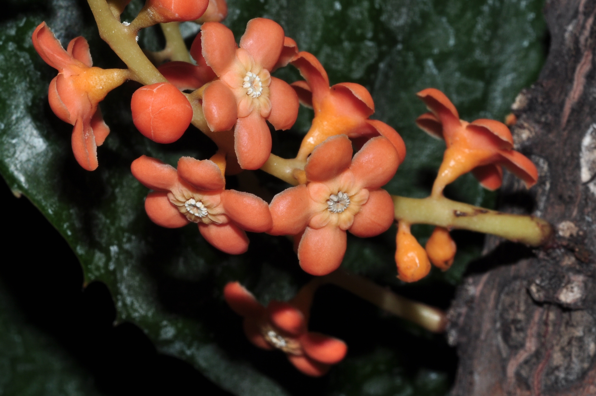 Primulaceae Clavija ornata