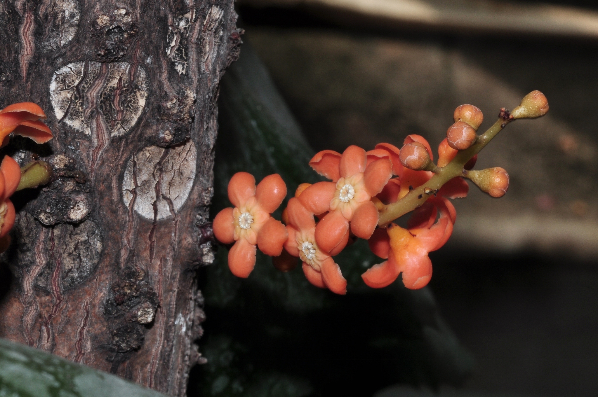 Primulaceae Clavija ornata