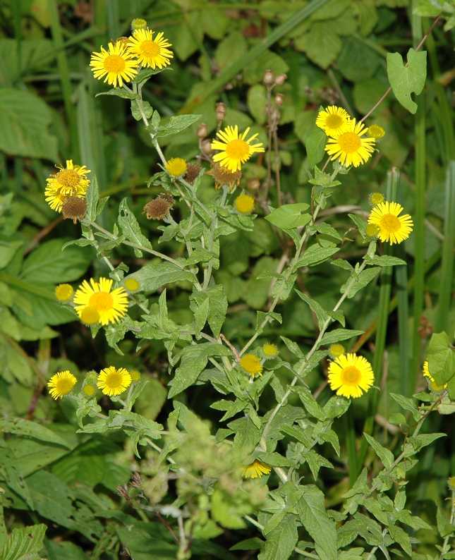 Asteraceae Pulicaria dysenterica
