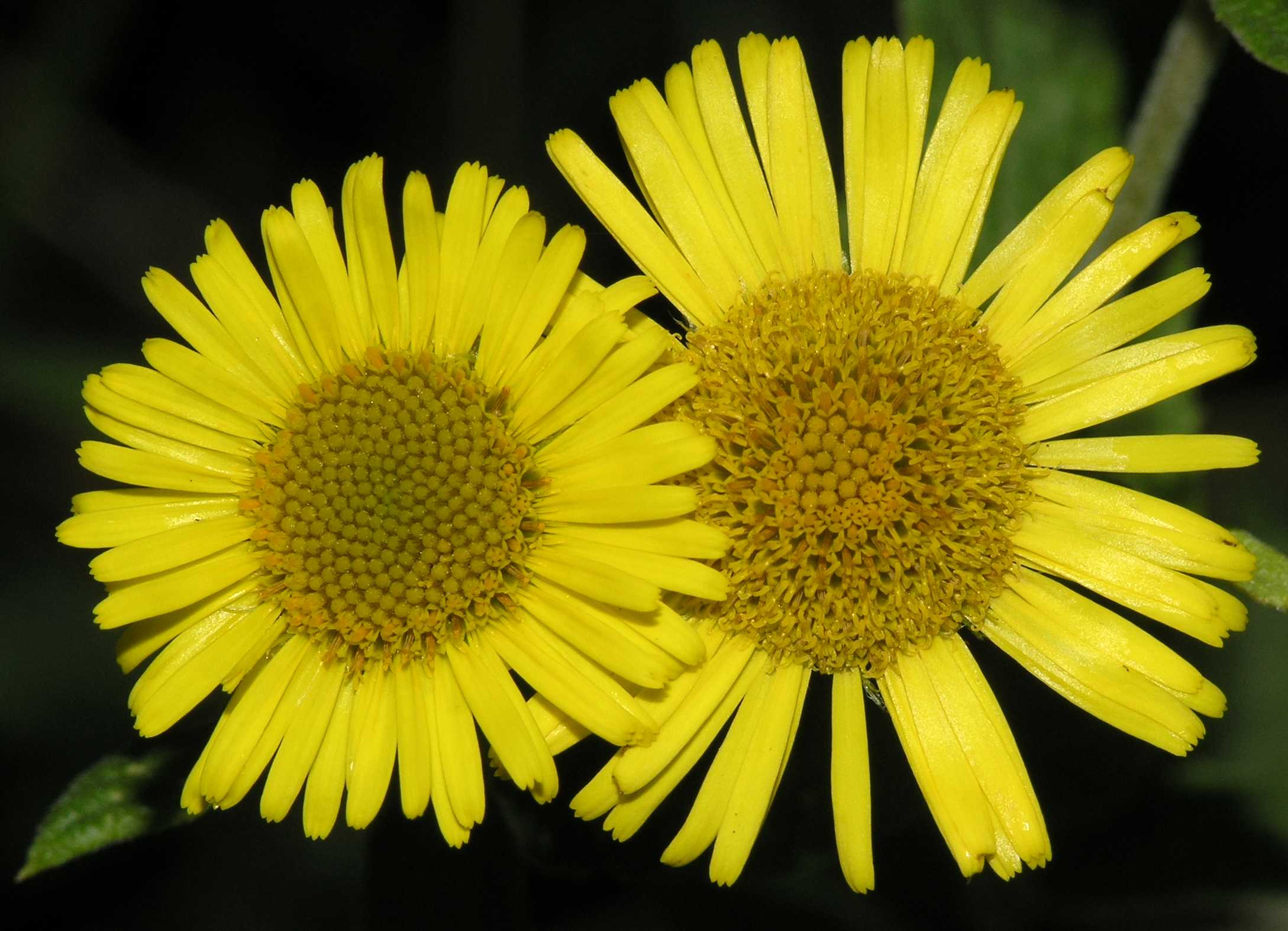Asteraceae Pulicaria dysenterica