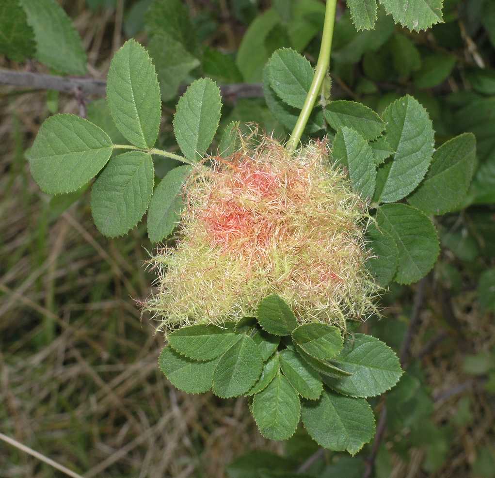 Cynipidae Diplolepis rosae