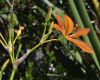 image of Belamcanda chinensis
