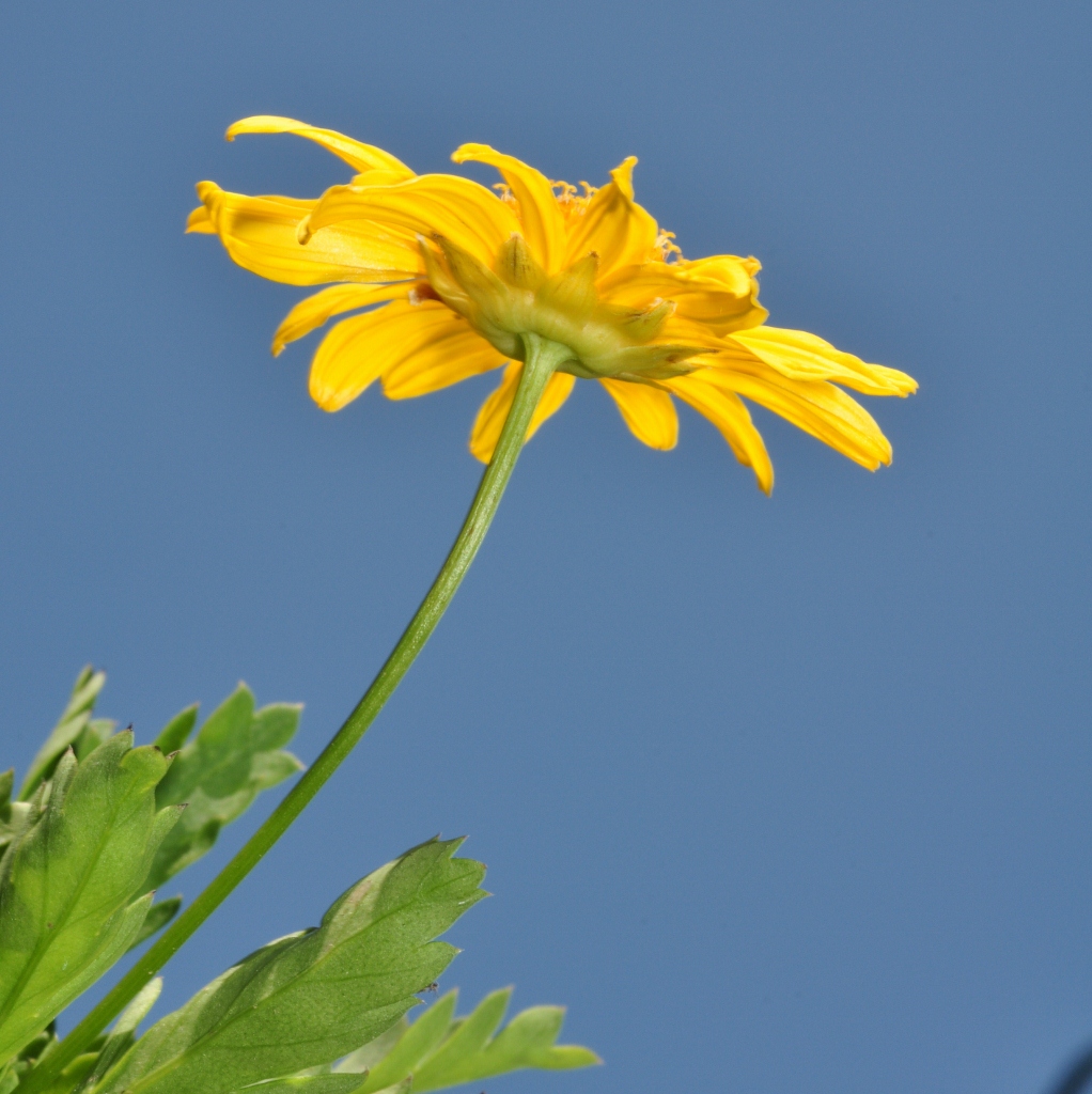 Asteraceae Euryops abratanifolia