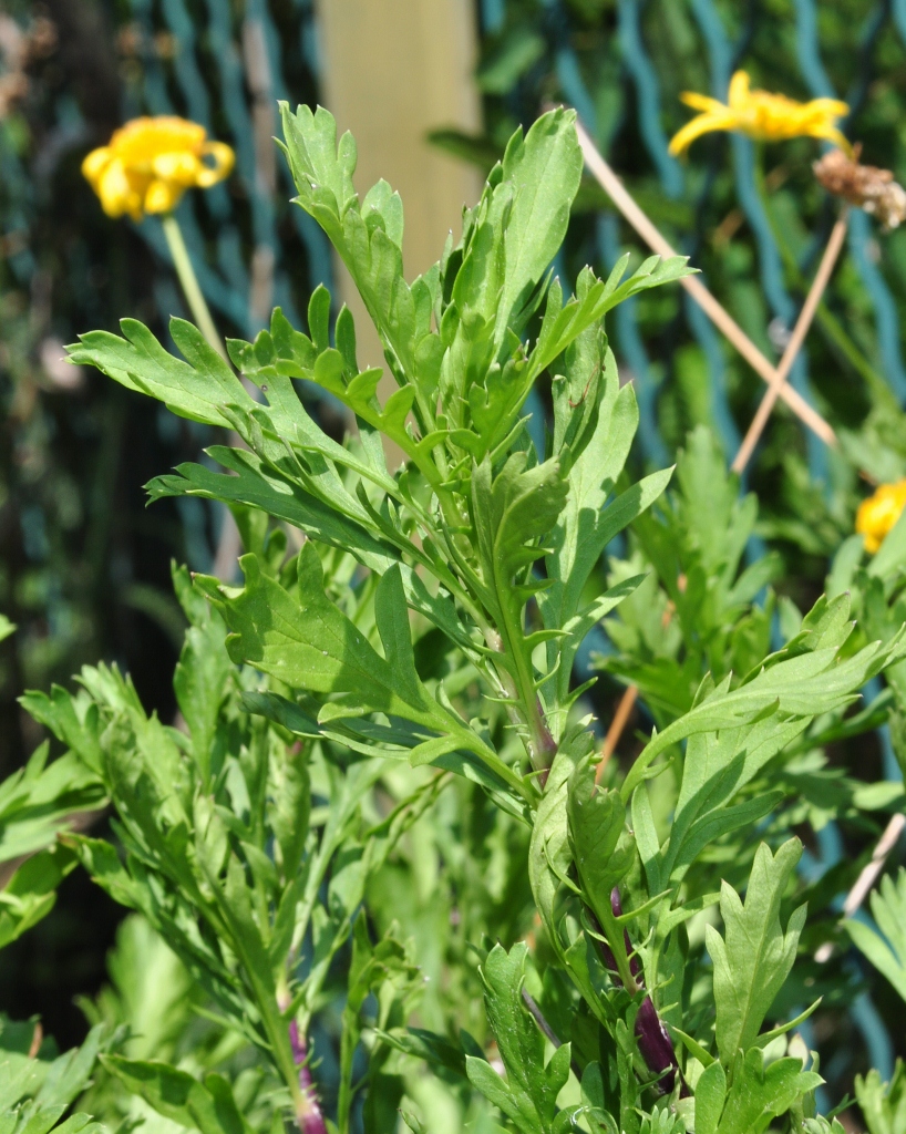 Asteraceae Euryops abratanifolia
