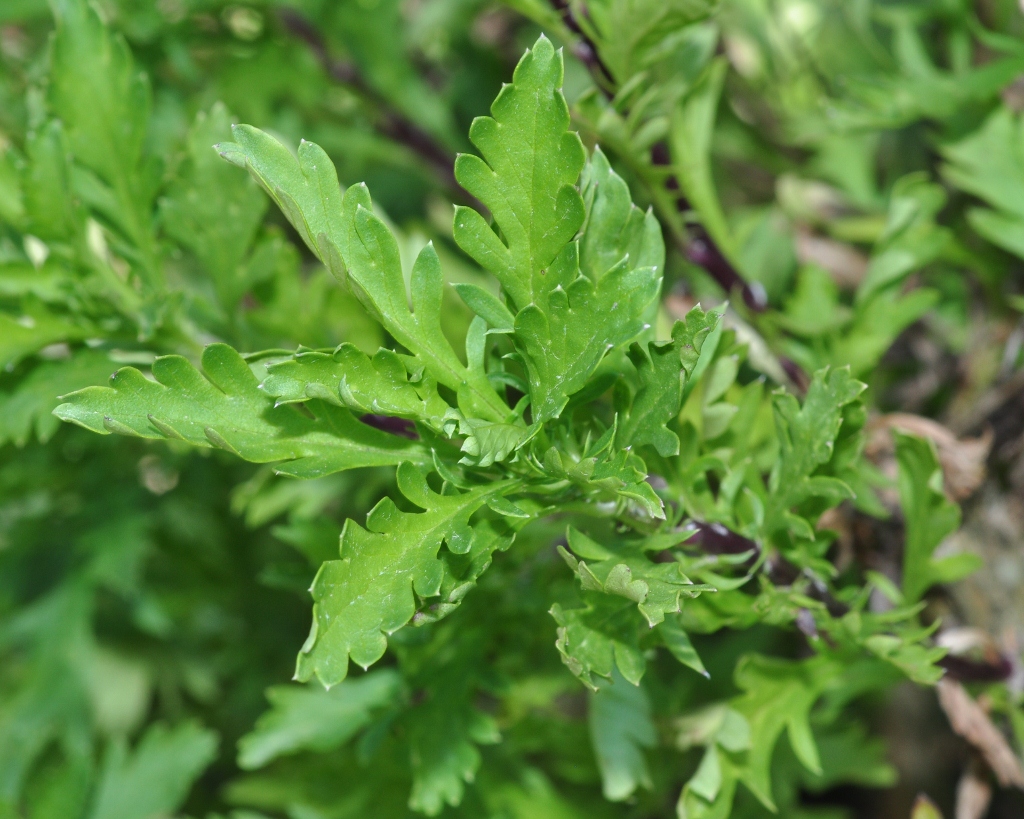 Asteraceae Euryops abratanifolia