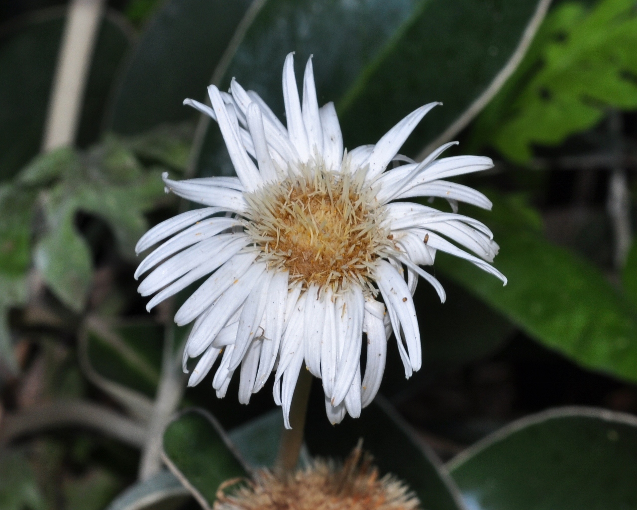 Asteraceae Pachystegia insignis