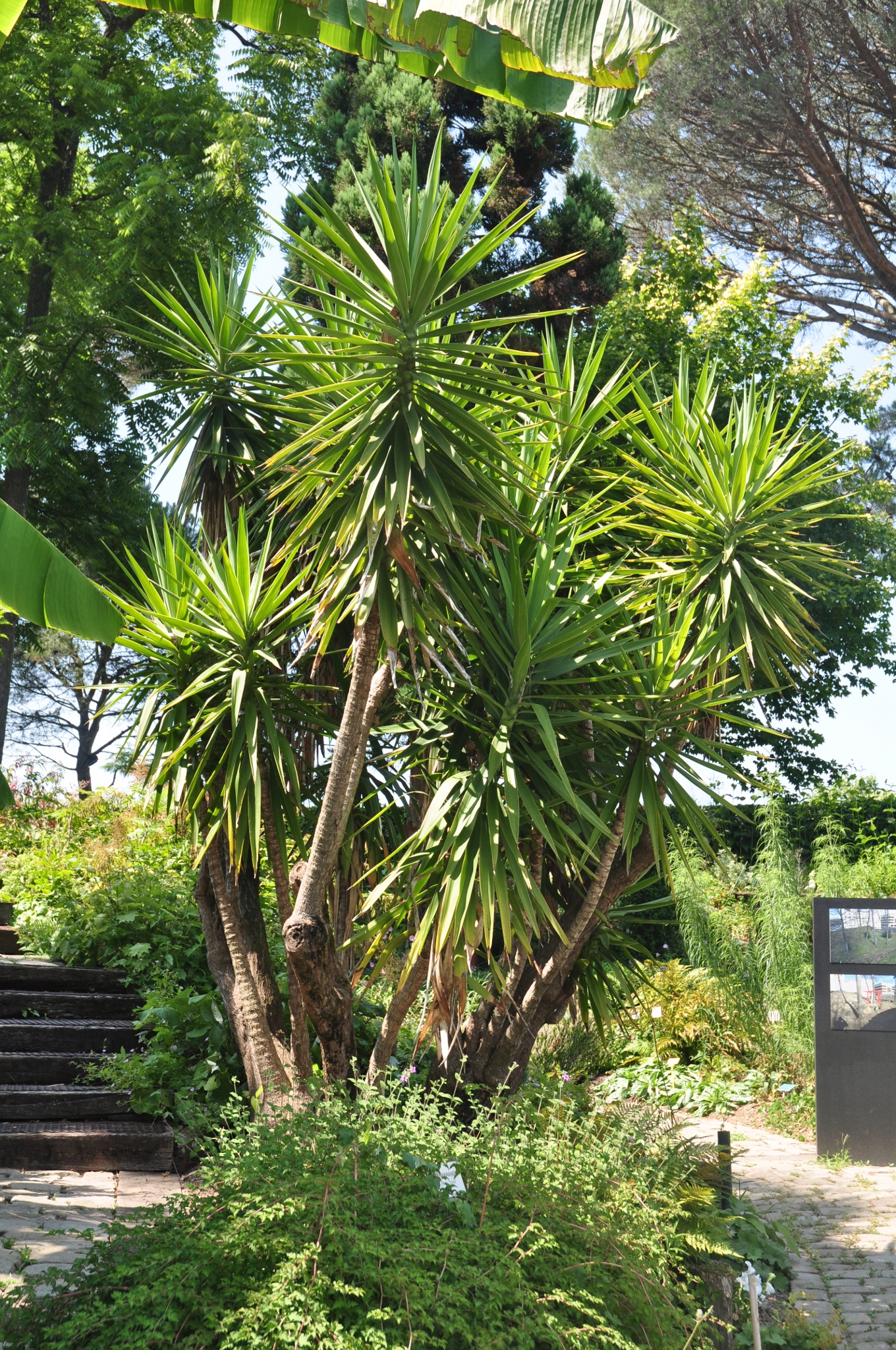 Asparagaceae Yucca elephantipes