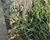 image of Crithmum maritimum