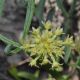 image of Crithmum maritimum