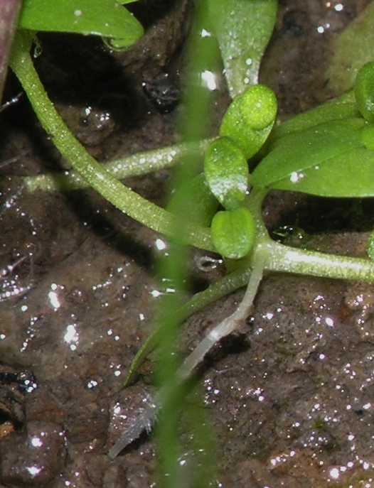 Plantaginaceae Callitriche 