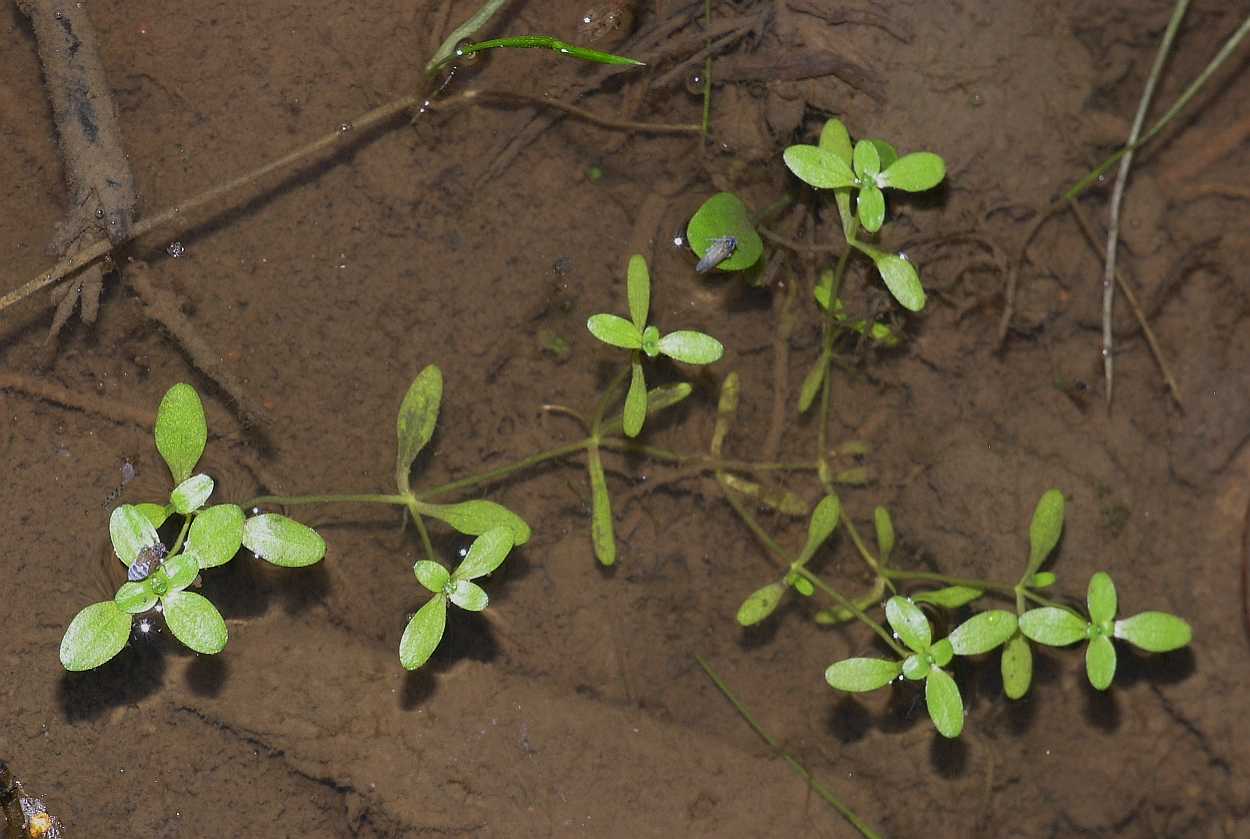 Plantaginaceae Callitriche 