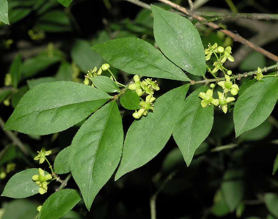 Celastraceae Euonymus alatus