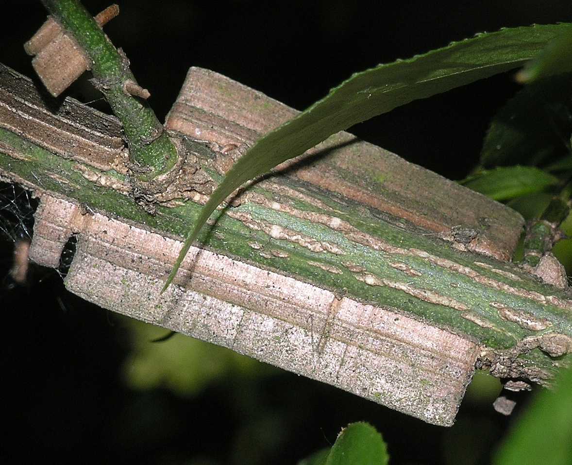 Celastraceae Euonymus alatus