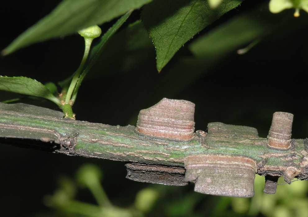 Celastraceae Euonymus alatus