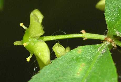 Celastraceae Euonymus alatus