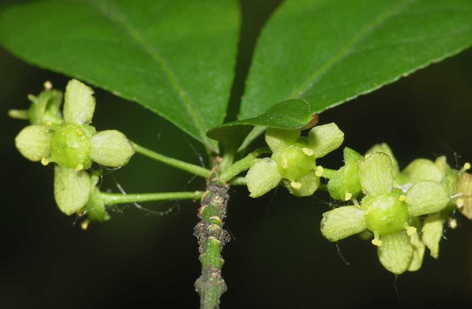 Celastraceae Euonymus alatus